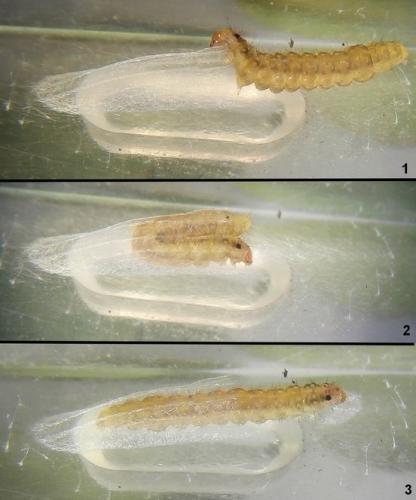 Réf. 227 481 : Bucculatrix alaternella
